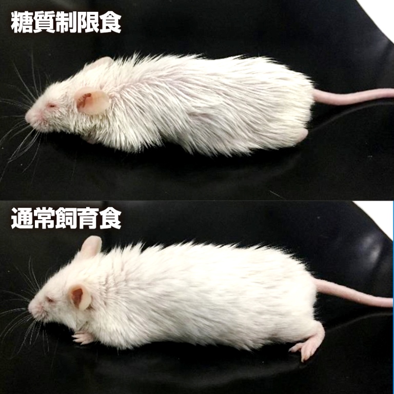 糖質制限マウス